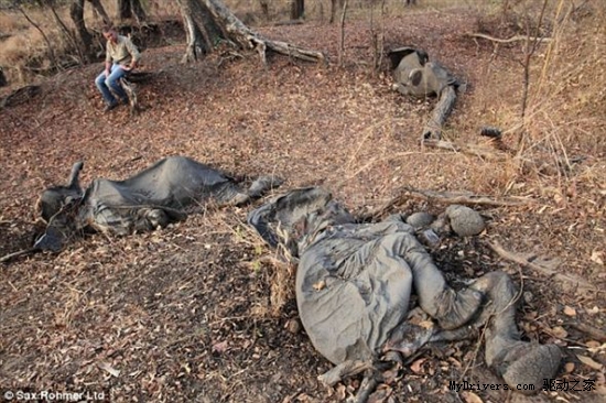 喀麦隆大象坟场：偷猎者大屠杀触目惊心