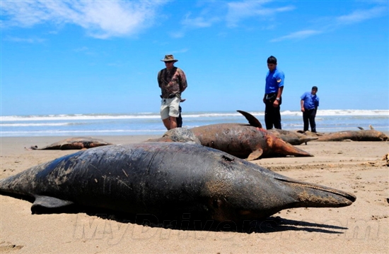 秘鲁海岸近千海豚搁浅后死亡疑遭病毒感染