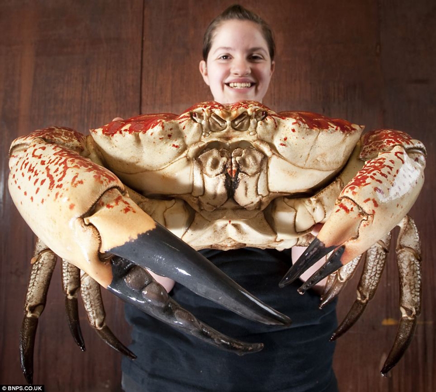 英国将展出巨型帝王蟹每只有18斤蟹肉
