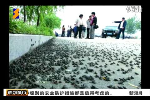 我国多地蛤蟆成群上街 专家称与地震无关