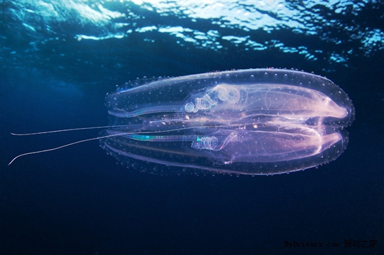 如梦似幻的海底世界奇异生物