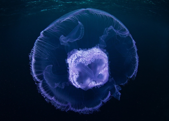 如梦似幻的海底世界奇异生物