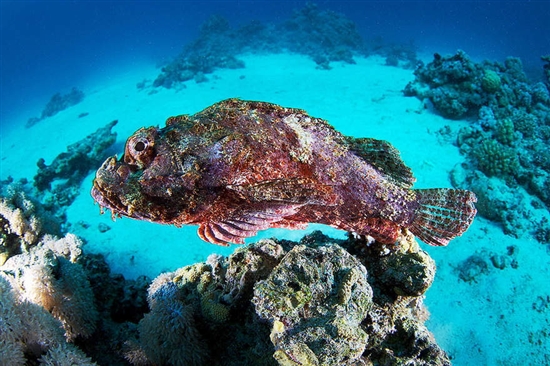 如梦似幻的海底世界奇异生物