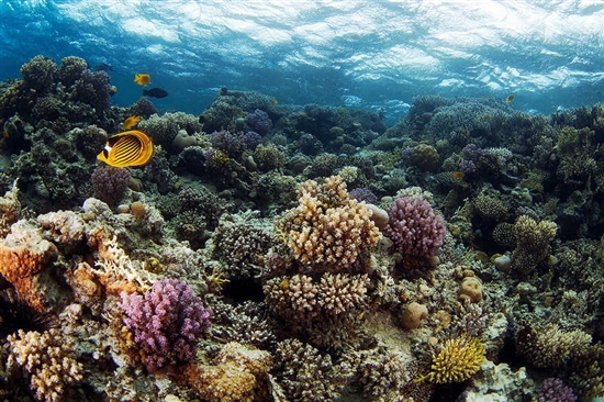 如梦似幻的海底世界奇异生物