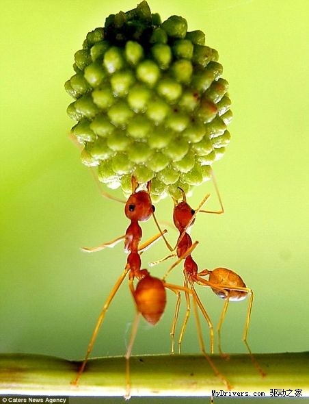 微距拍蚂蚁搬运种子力量惊人似杂耍
