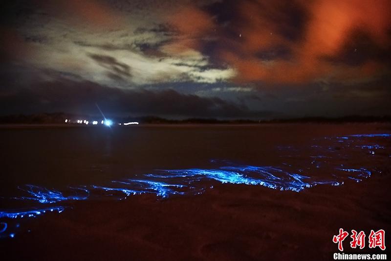 海萤和夜光藻图片