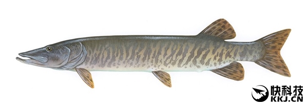 Google Pixel 2�״����������Ŵ�����