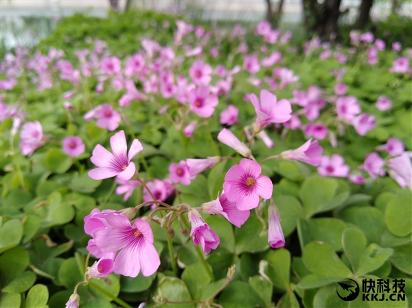 ��Ϊ����7 Plus���ţ������黯������