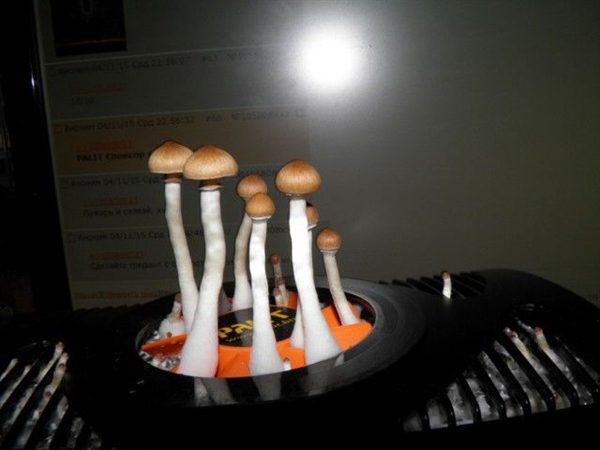 ���Կ��������� ����ҷ����Կ�������Ģ��