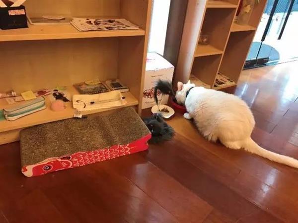 2��ǰһֻ��è�߽���Ѷ ����Ϊ4��Ա��֮һ �������