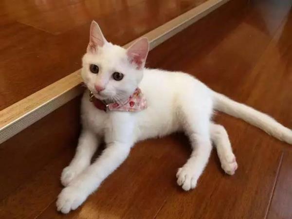 2��ǰһֻ��è�߽���Ѷ ����Ϊ4��Ա��֮һ �������