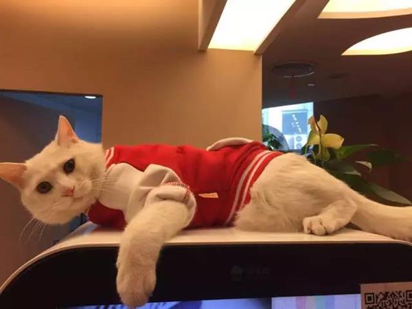 2��ǰһֻ��è�߽���Ѷ ����Ϊ4��Ա��֮һ �������