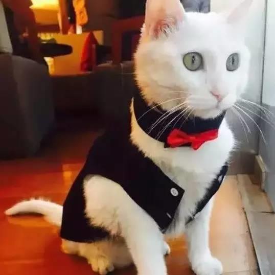 2��ǰһֻ��è�߽���Ѷ ����Ϊ4��Ա��֮һ �������