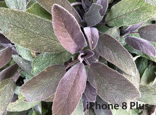 iPhone 8 Plus/����Note 8���նԱȣ�˭����ǿ�����콢��