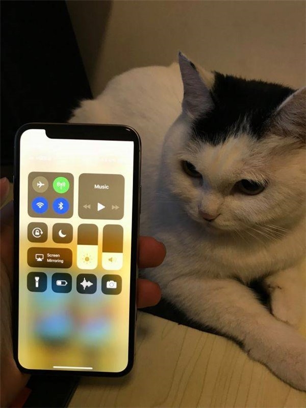 ��һֻ������iPhone X���������ƻ���ۺ󶼿���