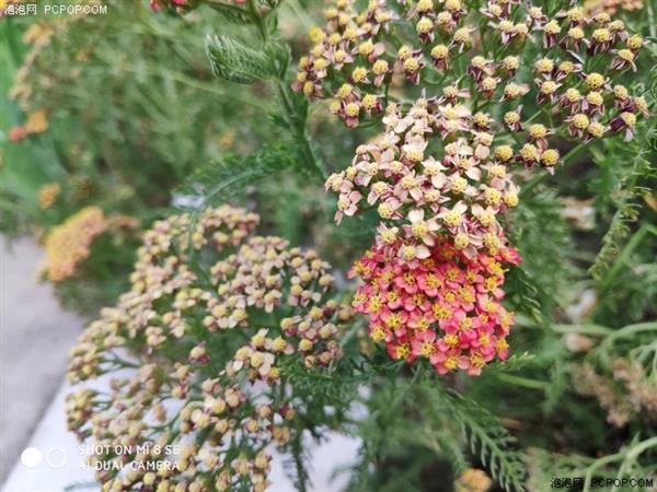 С8 SE֣U710ӳ Լ۱ȳȺ