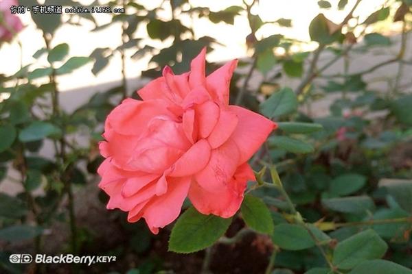 ����ȫ���������¹��� ��ݮKEY2����