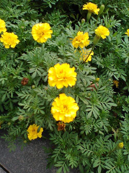 ��۸���ʮ��Ĺ��ܻ� ŵ����8110 4G����