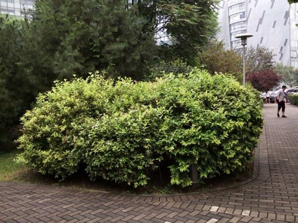 ƴ���398Ԫ����vivi ʵ�������������