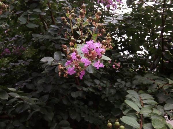 ƴ���398Ԫ����vivi ʵ�������������