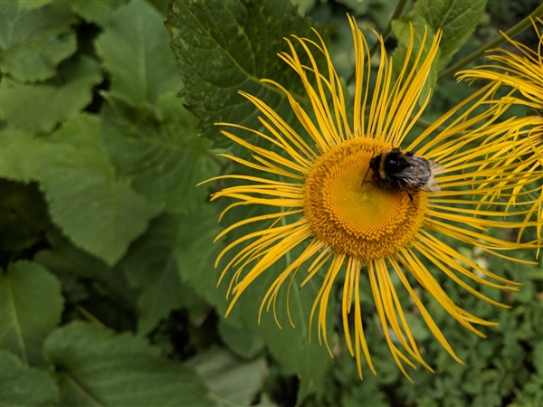 �ȸ�Pixel 3 XL���̻���������ǰ�ų���750��Ԫ��10�·���