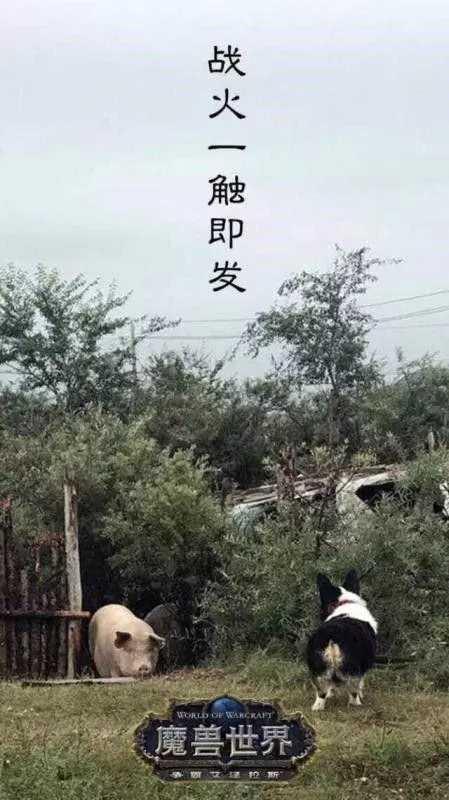 14�����β�����ħ������8.0��������340��ݣ������ܻ�ӭ����Ƭ