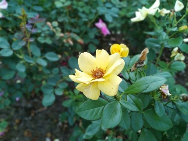 ��ҫ8X Max���֣�5000mAh��ؼӳ� 1499Ԫ��