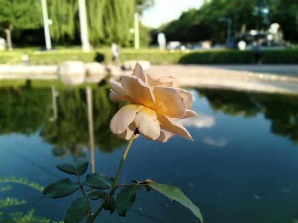 ��ҫ8X Max���֣�5000mAh��ؼӳ� 1499Ԫ��