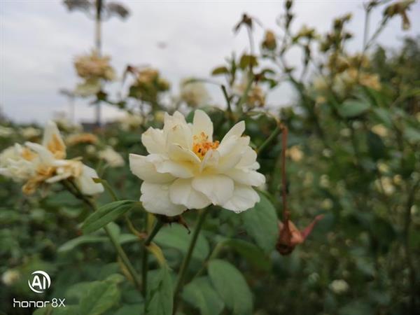 荣耀8X上手:越级体验 性价比超高