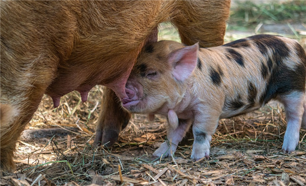 �Ƽ���˾����������� �ײ��߼���ʲô��