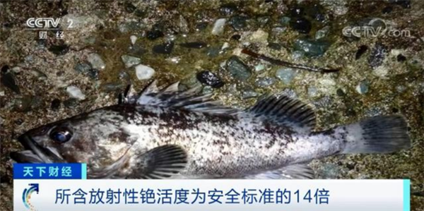 日本核污染水明年春季将排向大海 已批准可实施：海洋生物检测严重超标