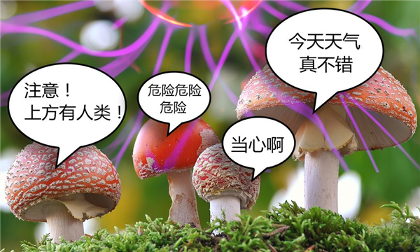 蘑菇都被拿来做电脑了！就不怕电脑真的“死机”吗？