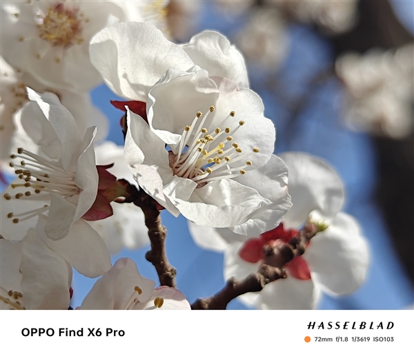 OPPO Find X6 Pro与iPhone 14 Pro影像实拍对比：结果高下立判
