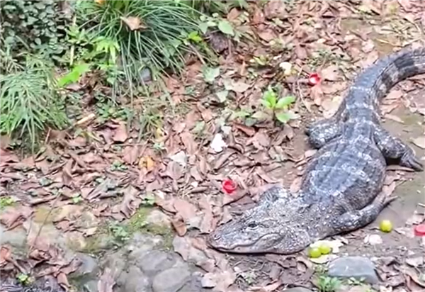 男子下鳄鱼池打捞手机险遭攻击 动物园回应：系工作人员