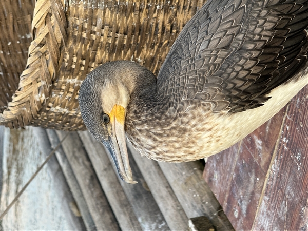 你到底该不该换iPhone 15 Pro?