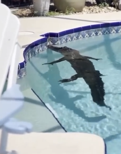 GTA6正式预告！美国最荒诞的新闻都被塞进了这款游戏