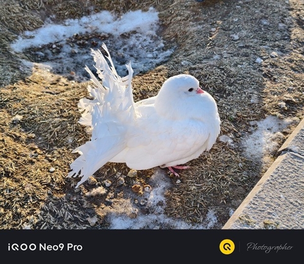 3000档位性能之王!iQOO Neo9 Pro上手