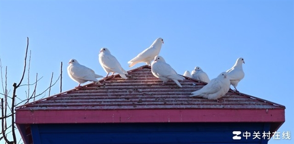 荣耀Magic6 Pro上手体验:比遥遥领先还要领先