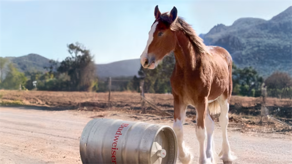 AI输给了一匹马 OpenAI首度亮相“美国春晚”遭差评