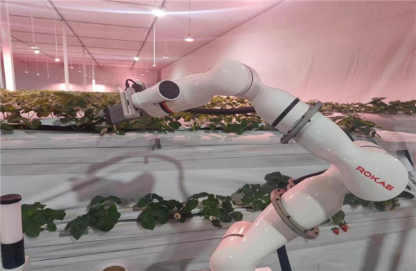 自主龙芯CPU变革传统农业！全国产的智慧草莓大棚