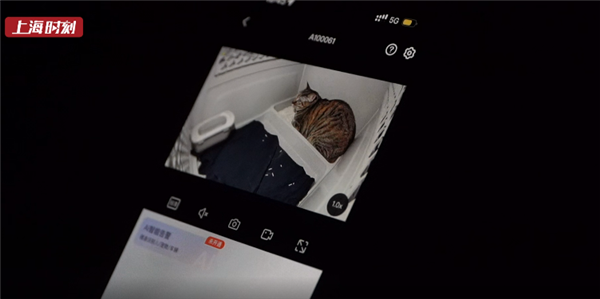 高铁托运宠物出发：首位幸运“旅客”是一只狸花猫！