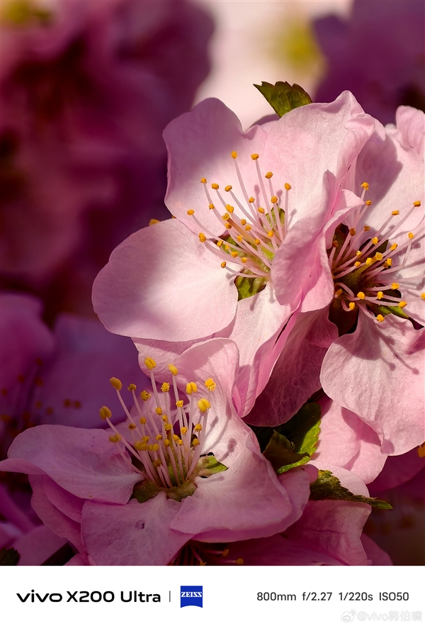 机圈远摄之王！vivo X200 Ultra 70倍长焦样张出炉：细节震撼