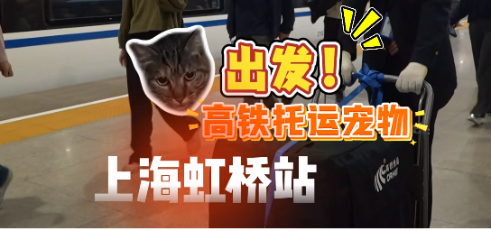 高铁托运宠物出发：首位幸运“旅客”是一只狸花猫！