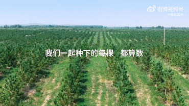 中国网友“手机种树”9年 蚂蚁森林已达6亿棵