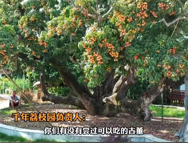 活了上千年！杨贵妃同款最爱荔枝 曾卖1颗99元 京东1元起拍整树果实