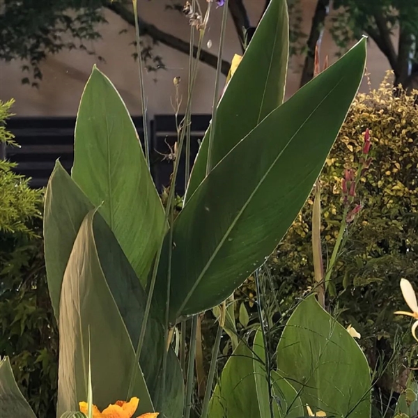 敢卖到一万块的华为超大杯 影像到底能不能打