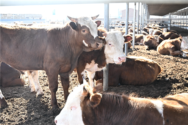 很会做生意的晋商、闽商和温商 正在拼多多上玩很新的东西