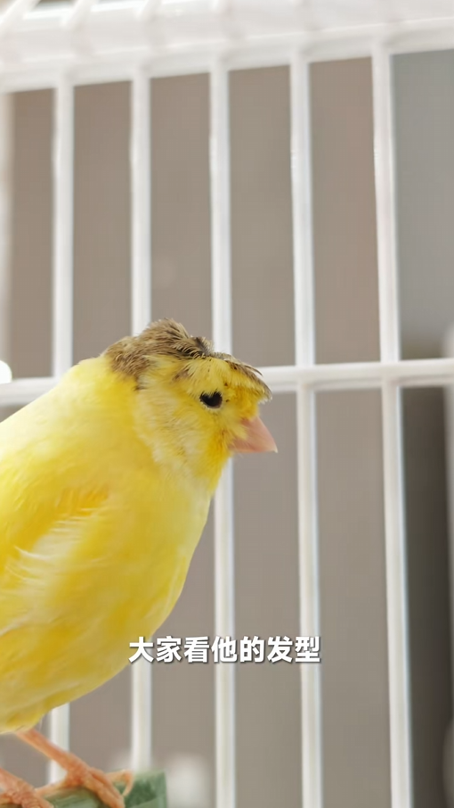 卢伟冰晒小米MIX Flip 2真机 锅盖头鸟壁纸太萌了 充电就炸毛